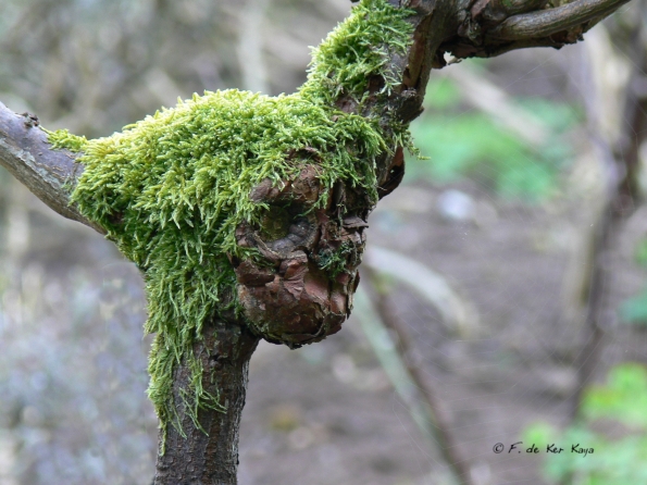 Bois des Moutiers (80) mars 2012
